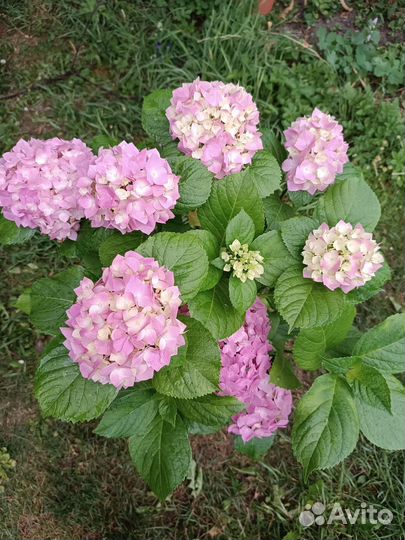 Гортензия крупнолистная цветущая