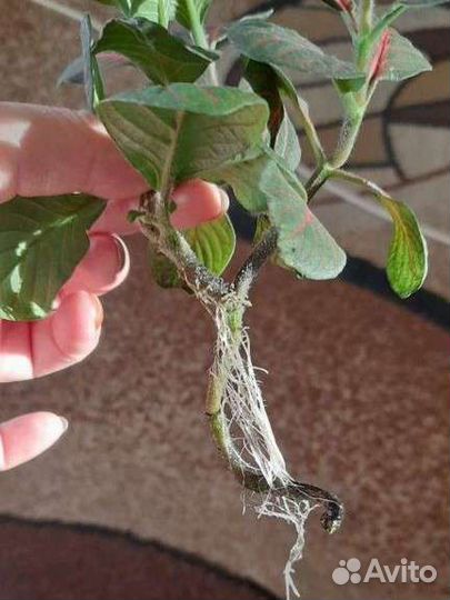 Фиттония Красножильчатая