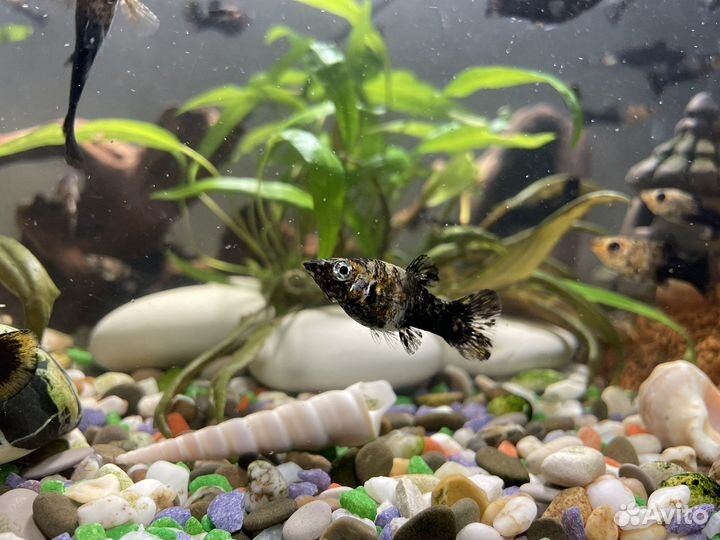 Рыбки моллинезии