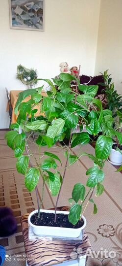 Комнатные растения цветы