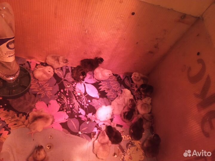 Куры несушки домашние