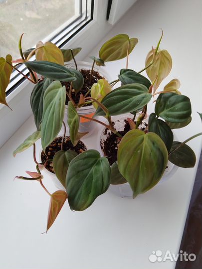 Филодендрон Миканс Обновлено