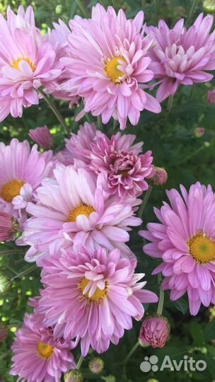 Хризантемы