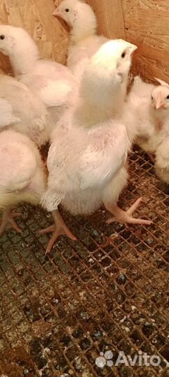 Подрощенные цыплята бройлера кобб-500