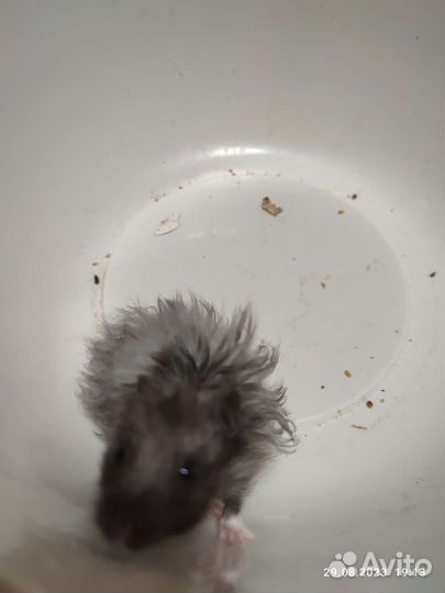 Сирийские хомячки ручные