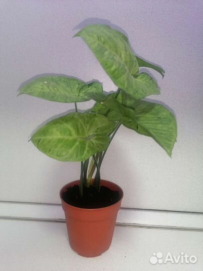 Сингониумы, филодендрон