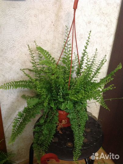 Папоротник с фото густой пышной красавец и др