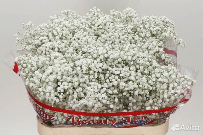 Гипсофила Опт