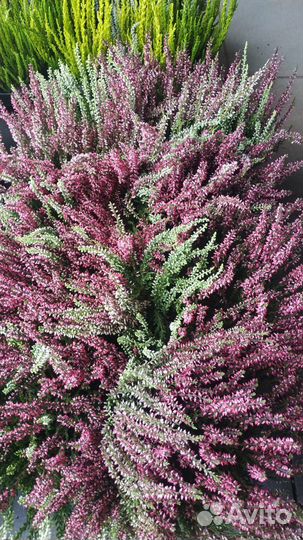 Садовые растения