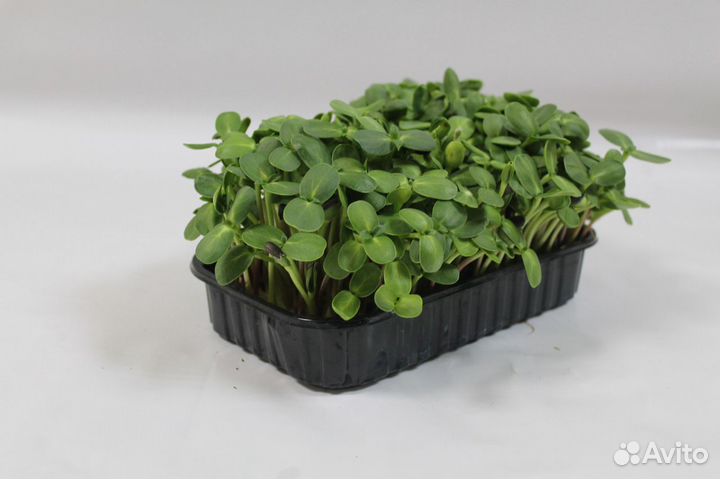 Микрозелень