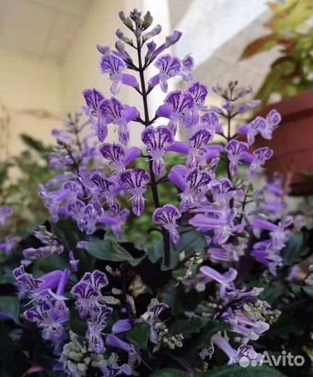 Плектрантус или домашняя стрень