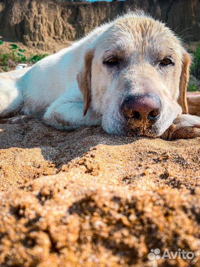 Лабрадор для вязки