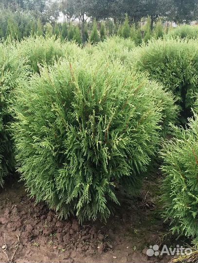 Туя Глобоза