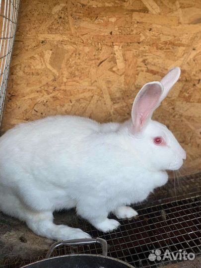 Кролики Белый великан