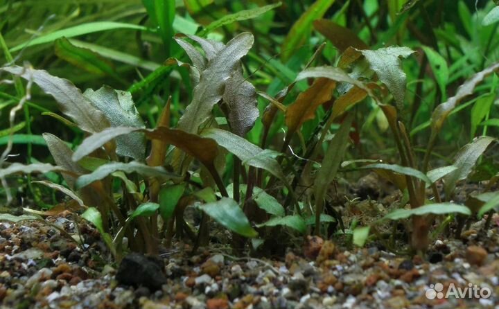 Украшение для аквариума