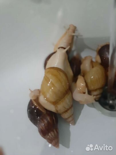 Улитки Ахатины