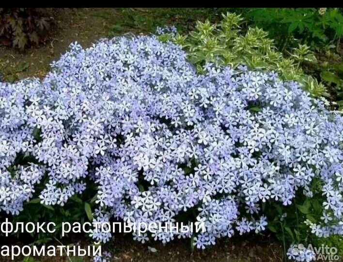 Почвопокровные растения