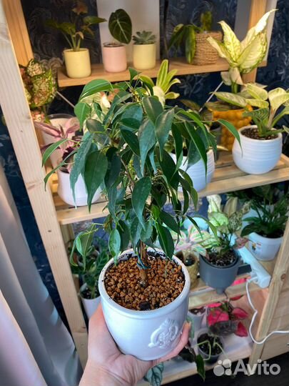 Укореню черенки сортовых фикусов