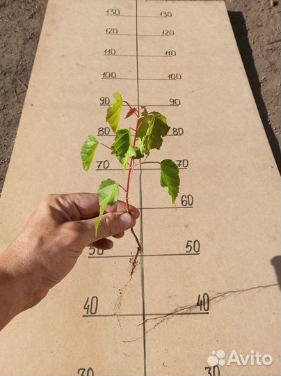 Саженцы Клен Гиннала 15-20см