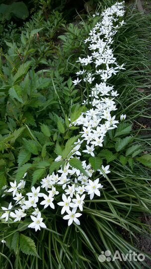 Продам птицемлечник