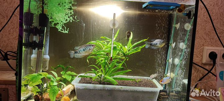 Аквариум с рыбками