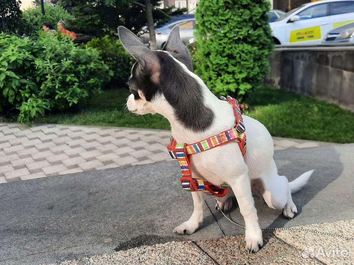 Шлейка для собак