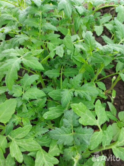 Рассада помидоры, перец, баклажаны, капуста, цветы