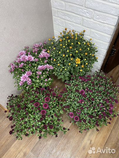 Хризантема в горшке комнатные цветы