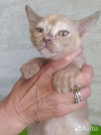 Бурма европейская котята