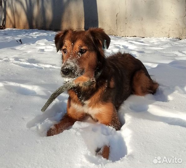 Собака ищет семью