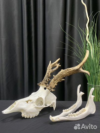 Череп косули