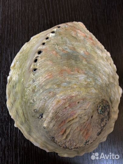 Морские ракушки раковины