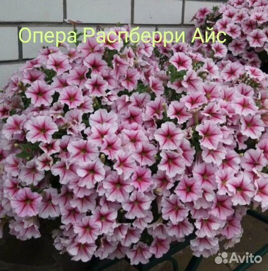 Рассада Петунии Тайдал,Опера,Изи Вейв