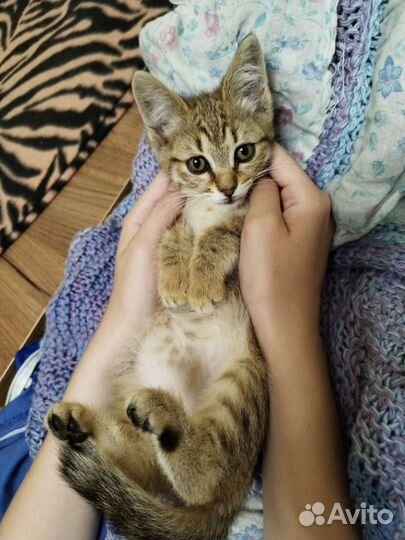 Кошка в дар бесплатно