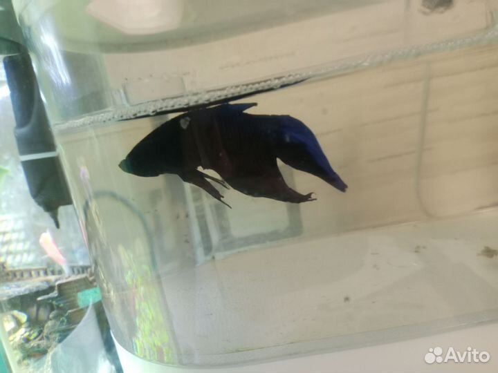 Рыбка петушок самец