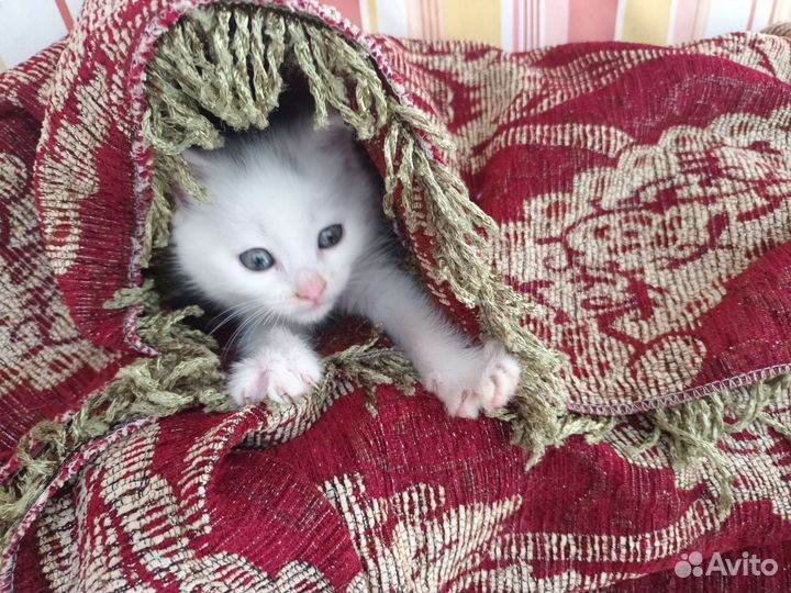 Котята в добрые руки бесплатно