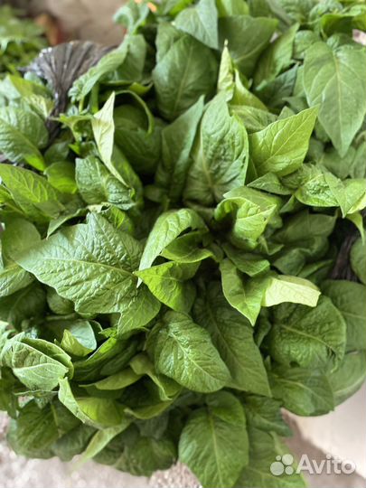 Рассада помидор и перцев