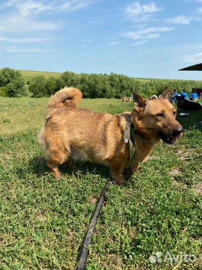 Собачуль милый