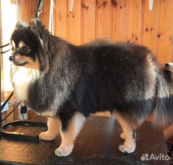 Стрижка/груминг собак и кошек на Мещере