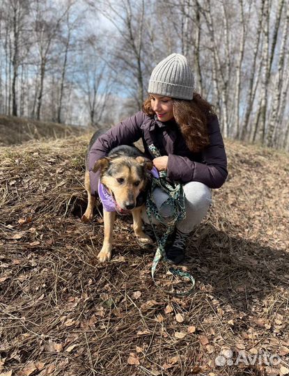Спокойная небольшая собака в добрые руки