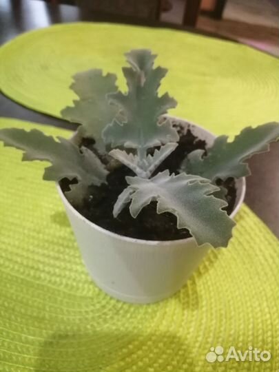 Каланхоэ бехарское