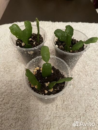 Декабрист-Шлюмбергера