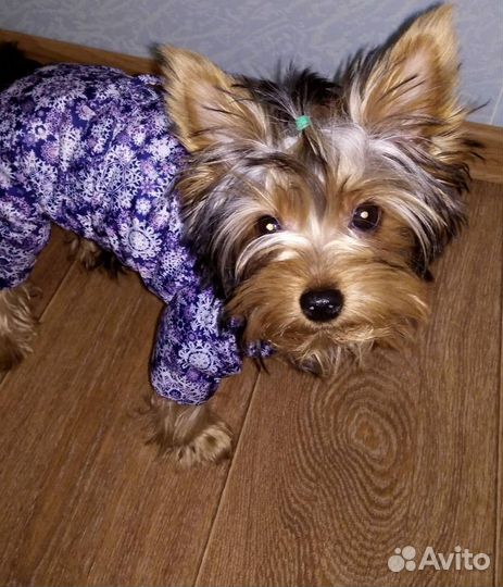 Одежда для собак мелких пород зима