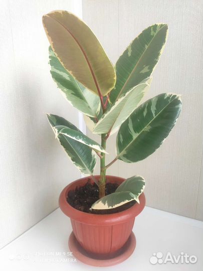 Фикус каучуконосный (эластика) Тинеке