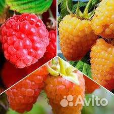 Малина саженцы