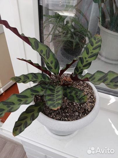 Калатея лансифолия