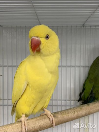 Ожереловый попугай