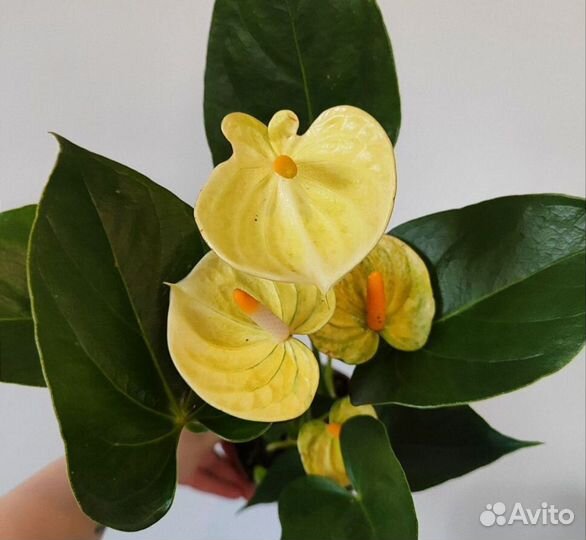 Антуриум лили