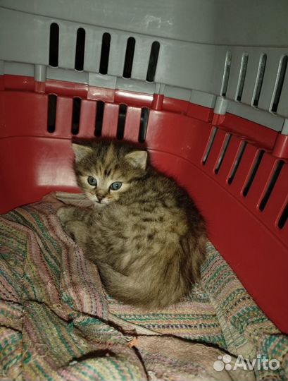 Котик в добрые руки