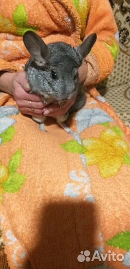 Шиншилла с клеткой